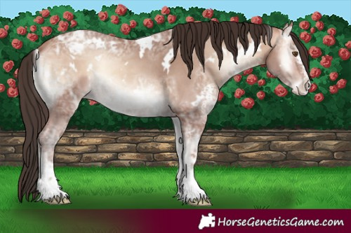 Horse Color:White Spotted Amber Champagne Ice Onyx Sabino Appaloosa 
