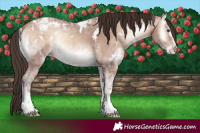 Horse Color:White Spotted Amber Champagne Ice Onyx Sabino Varnish 