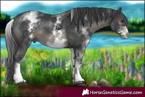 Horse Color:White Spotted Black 