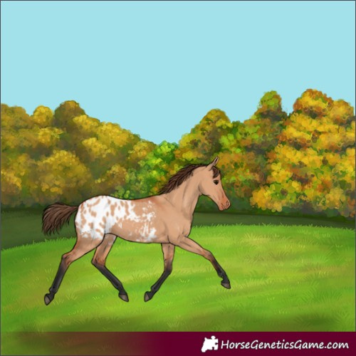 Horse Color:Bay Dun Appaloosa 