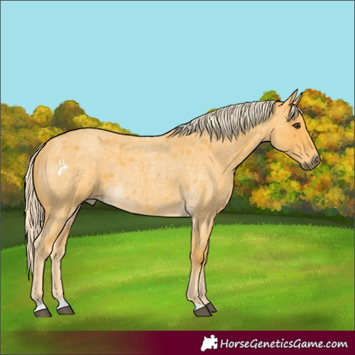 Horse Color:Palomino Roan Rabicano 
