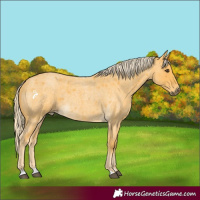 Horse Color:Palomino Roan Rabicano 