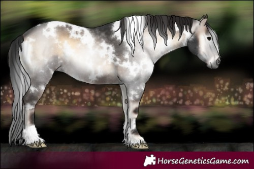 Horse Color:Gray White Spotted Brown Onyx
