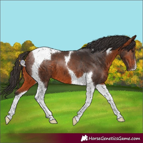 Horse Color:Bay Tobiano 