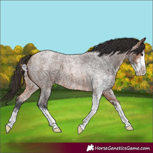 Horse Color:Bay Roan Sabino