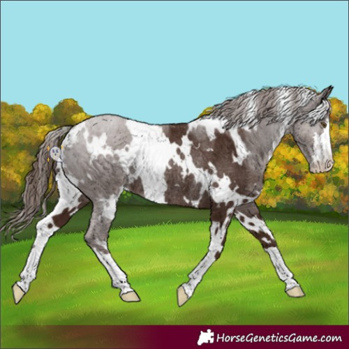 Horse Color:White Spotted Liver Chestnut Rabicano 