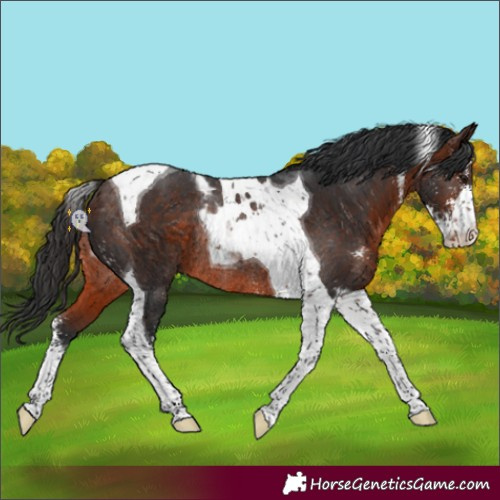Horse Color:Brown Sabino Tobiano Appaloosa Rabicano 