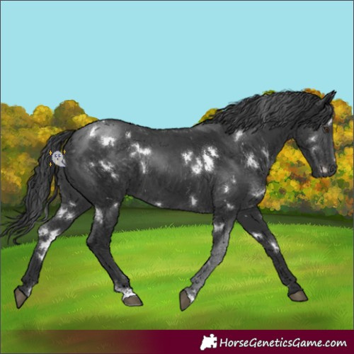 Horse Color:White Spotted Black
