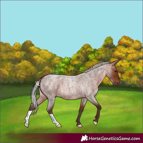 Horse Color:Silver Brown Roan 