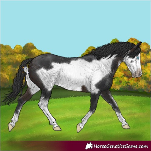 Horse Color:Brown Sabino Frame