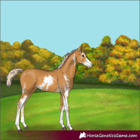 Horse Color:Palomino Sabino