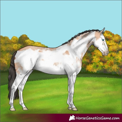 Horse Color:Bay Dun Sabino Splash Frame 
