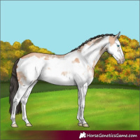 Horse Color:Bay Dun Sabino Splash Frame