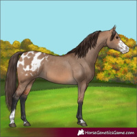Horse Color:Bay Dun Sabino Blanket
