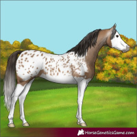 Horse Color:Gray Bay Dun Splash Blanket 