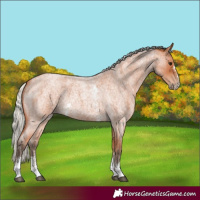 Horse Color:Silver Bay Roan Sabino