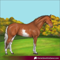 Horse Color:White Spotted Silver Bay