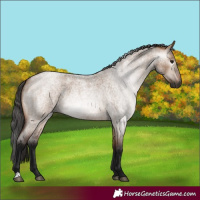 Horse Color:Gray Bay Roan Dun 