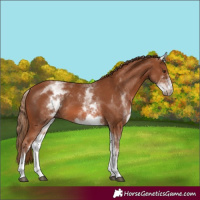 Horse Color:White Spotted Chestnut 