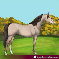 Horse Color:Amber Champagne Dun Sabino 