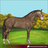 Horse Color:Gray Liver Red Dun Sabino Rabicano