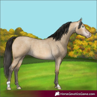Horse Color:Gray Amber Cream Champagne Roan Dun