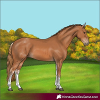 Horse Color:White Spotted Chestnut 