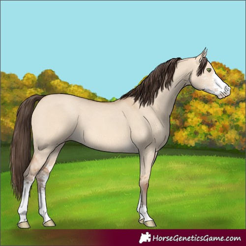 Horse Color:Amber Champagne Dun Sabino 