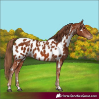 Horse Color:Chestnut Near Leopard 