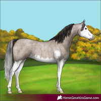 Horse Color:Gray Liver Red Dun Roan Sabino Splash 
