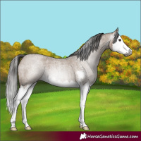 Horse Color:Gray Liver Red Dun Roan Sabino Splash 