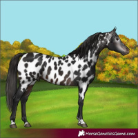 Horse Color:Gray Bay Appaloosa 
