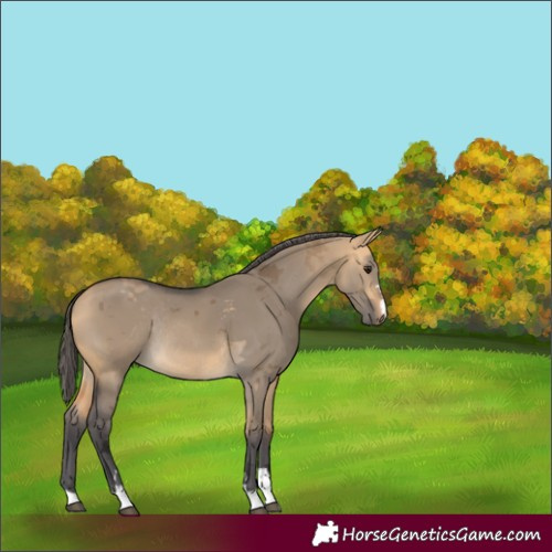 Horse Color:Unknown 