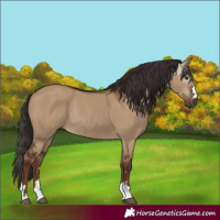Horse Color:Gray Liver Red Dun Rabicano