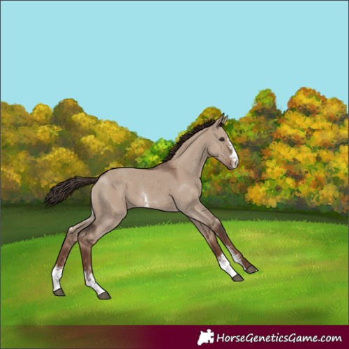 Horse Color:Unknown 