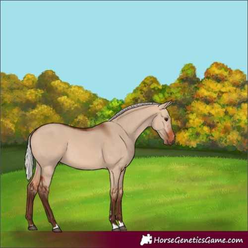 Horse Color:Unknown