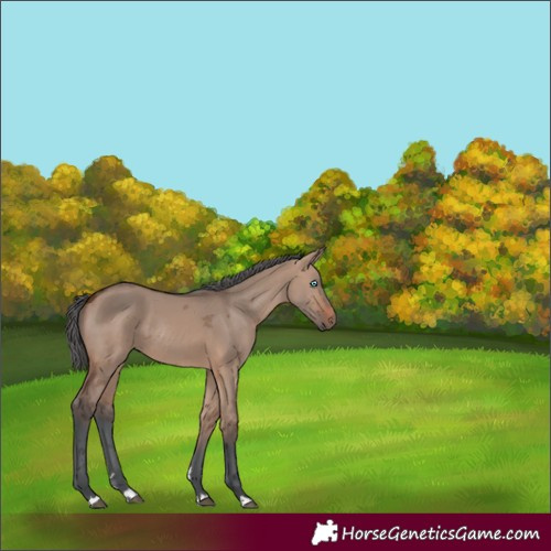 Horse Color:Brown Dun Merle Rabicano