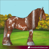 Horse Color:White Spotted Chestnut 