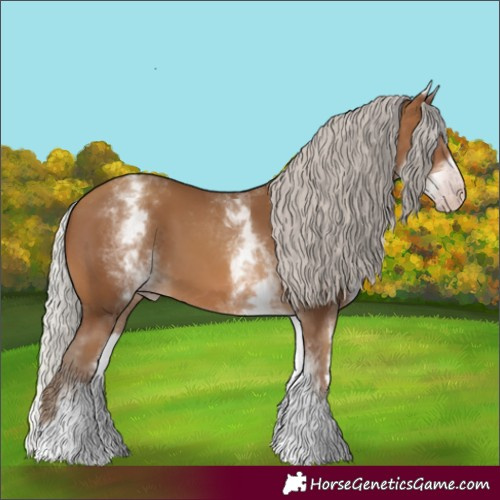 Horse Color:Gray White Spotted Silver Sable Champagne