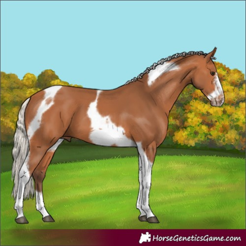 Horse Color:Silver Bay Tobiano Frame 
