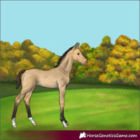 Horse Color:Buckskin Dun Rabicano