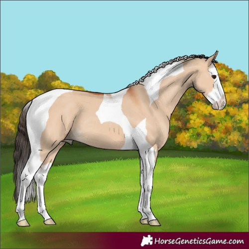Horse Color:Bay Dun Splash Tobiano 
