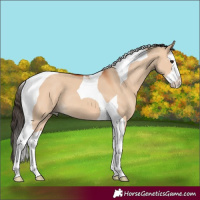 Horse Color:Bay Dun Splash Tobiano 
