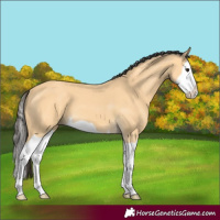 Horse Color:Buckskin Splash