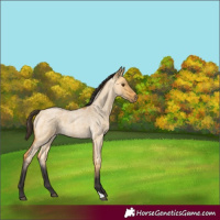 Horse Color:Buckskin Roan Dun