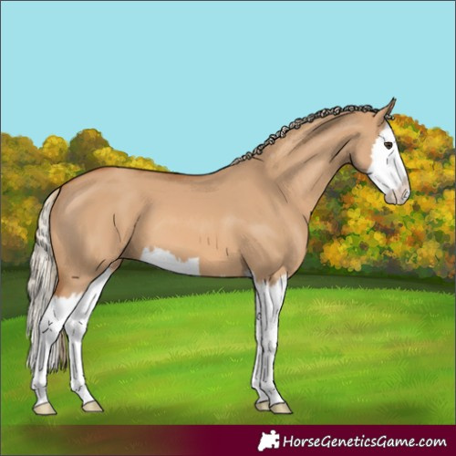 Horse Color:Red Dun Splash
