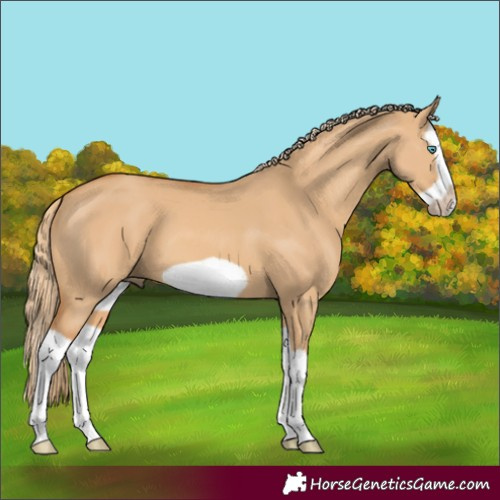 Horse Color:Red Dun Splash Frame 