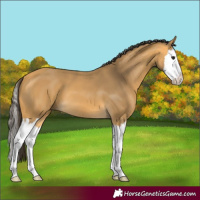 Horse Color:Buckskin Splash