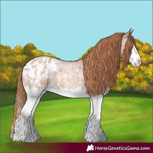 Horse Color:Red Roan Sabino Splash Appaloosa