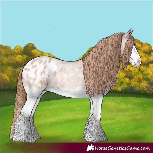 Horse Color:Red Roan Sabino Splash Appaloosa